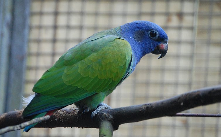 Pionus Parrot